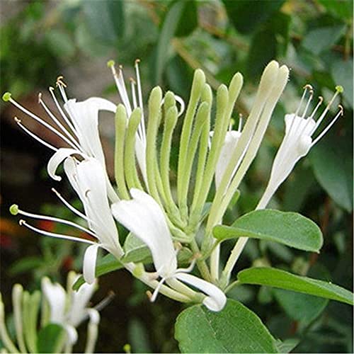 100 piezas de semillas de madreselva Lonicera fragancia blanca pura fragancia única flores ampliamente utilizadas amadas para la plantación de jardines