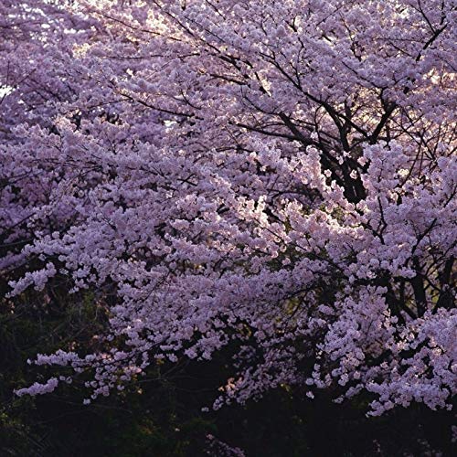 15 Semillas de Flor de Cerezo Japones (Sakura)