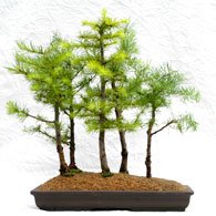 15 Semillas Larix decidua (Alerce Europeo de Bonsai Tree)