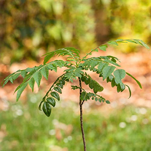 400 semillas de árbol de hojas de curry, plantas de hierbas culinarias, decoración de jardín para el hogar, para el exterior, para plantar jardín, exterior 1 Semillas de curry