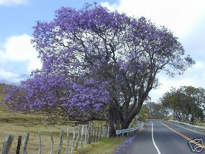 5 Semillas de Jacaranda Mimosifolia Árbol hermoso