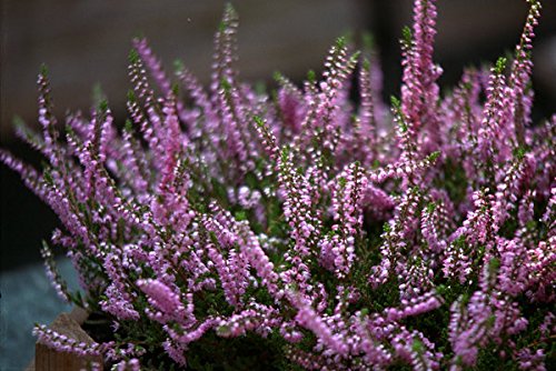 50 semillas - Brezo (Calluna vulgaris)