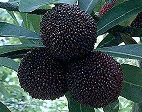 Aamish 50 piezas de semillas de frutas negras myrica rubra