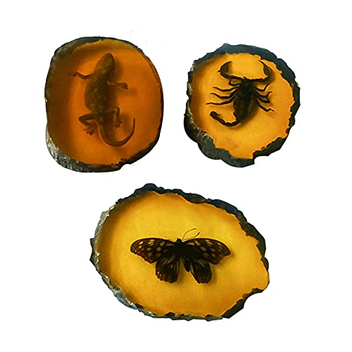 ABCCS 3pcs Insectos Reales,Colgante de ámbar,Insecto fósil ámbar Muestra de Insecto ámbar Artificial Colgante Mariposa Escorpiones Insectos Ornamento de Piedra ámbar para colección (Mariposa)