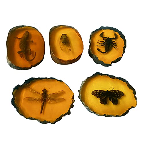 ABCCS 5pcs Insectos Reales,Colgante de ámbar,Insecto fósil ámbar Muestra de Insecto ámbar Artificial Colgante Mariposa Escorpiones Insectos Ornamento de Piedra ámbar para colección (Mariposa)