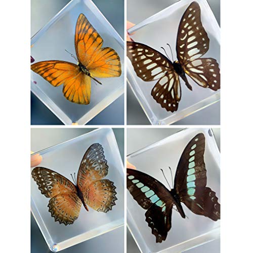 ABCCS Resina pisapapeles de Insectos,Insectos Reales Muestra de Mariposa Resina Transparente Adornos pequeños creativos Espécimen de Insecto Juguete de observación de enseñanza de jardín de Infantes