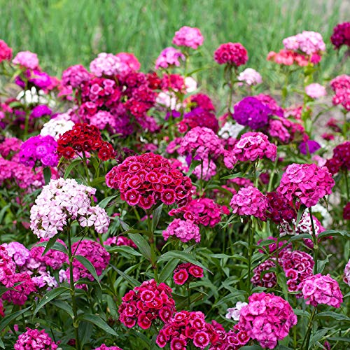 AchidistviQ 100 Piezas De Semillas De Dianthus Barbatus De Colores Mezclados, Semillas De Sweet William, Flor Perenne Para Plantar Jardín, Patio, Balcón, Interior, Exterior Semilla