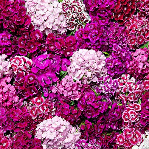 AchidistviQ 100 Piezas De Semillas De Dianthus Barbatus De Colores Mezclados, Semillas De Sweet William, Flor Perenne Para Plantar Jardín, Patio, Balcón, Interior, Exterior Semilla