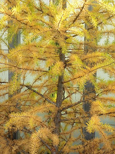 Alerce japonés, Larix kaempferi para el árbol de sombra o bonsai, 10 semillas de árboles.