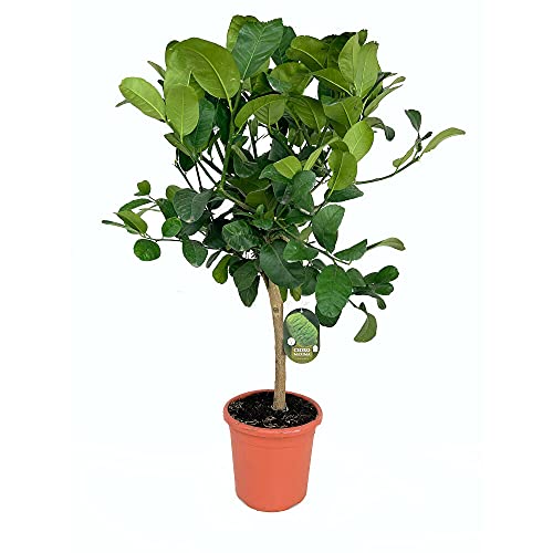 ARBOL NATURAL LIMONERO MEDICA CIDRA M21 90CM PERFECTO PARA JARDINES Y TERRAZAS