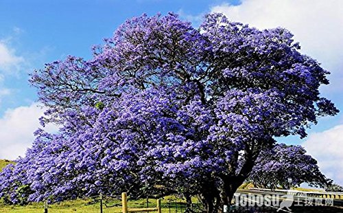 Azul púrpura del Jacaranda Jacaranda Mimosifolia árbol arbusto de la herencia 30 semillas a granel