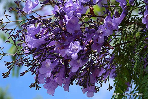 Azul púrpura del Jacaranda Jacaranda Mimosifolia árbol arbusto de la herencia 30 semillas a granel