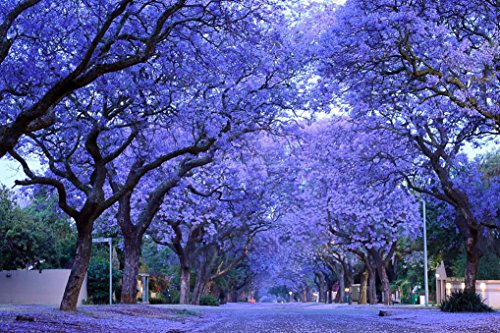 Azul púrpura del Jacaranda Jacaranda Mimosifolia árbol arbusto de la herencia 30 semillas a granel