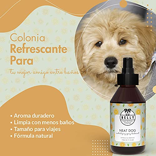 BELLY Colonia para Perros, Vainilla y Naranja - Spray Colonia Perros Cachorros y Adultos - Perfume Perro Fresco e Hidratante - Spray Desodorante Perro, Efecto Duradero - Colonia Mascotas Vegana, 250ml