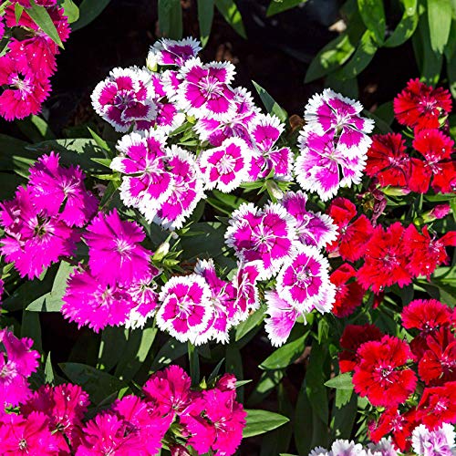 Benoon Sweet William Seeds, 100Pcs / Bolsa Sweet William Seeds Prolific Color Mezclado Bonsai Dianthus Seeds Para Balcón Semilla