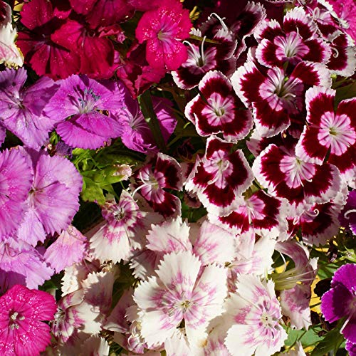 Benoon Sweet William Seeds, 100Pcs / Bolsa Sweet William Seeds Prolific Color Mezclado Bonsai Dianthus Seeds Para Balcón Semilla