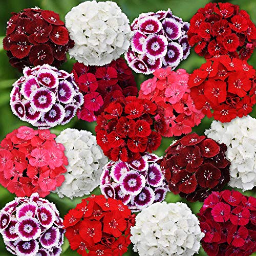 Benoon Sweet William Seeds, 100Pcs / Bolsa Sweet William Seeds Prolific Color Mezclado Bonsai Dianthus Seeds Para Balcón Semilla