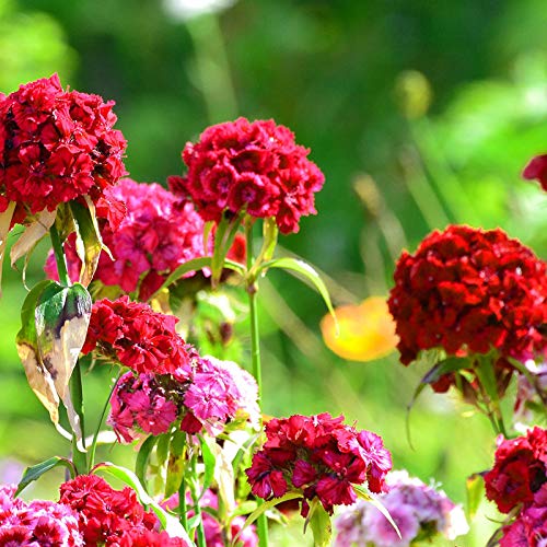 Benoon Sweet William Seeds, 100Pcs / Bolsa Sweet William Seeds Prolific Color Mezclado Bonsai Dianthus Seeds Para Balcón Semilla