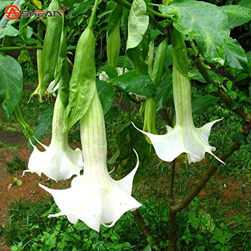 Blanco Datura Seeds, Brugmansia Ángel trompetas, Semillas Bonsai flor del árbol de 10 partículas / lot