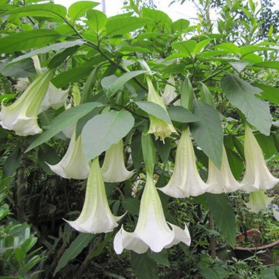 Blanco Datura Seeds, Brugmansia Ángel trompetas, Semillas Bonsai flor del árbol de 10 partículas / lot