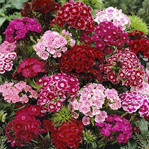 C-LARSS 100Pcs / Bag Sweet William Seeds, Prolífico Color Mezclado Atractivo Bonsai Dianthus Seeds para Balcón Semilla