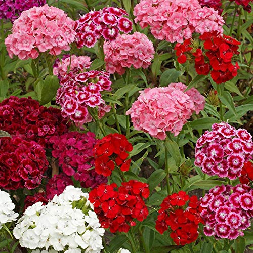 C-LARSS 100Pcs / Bag Sweet William Seeds, Prolífico Color Mezclado Atractivo Bonsai Dianthus Seeds para Balcón Semilla