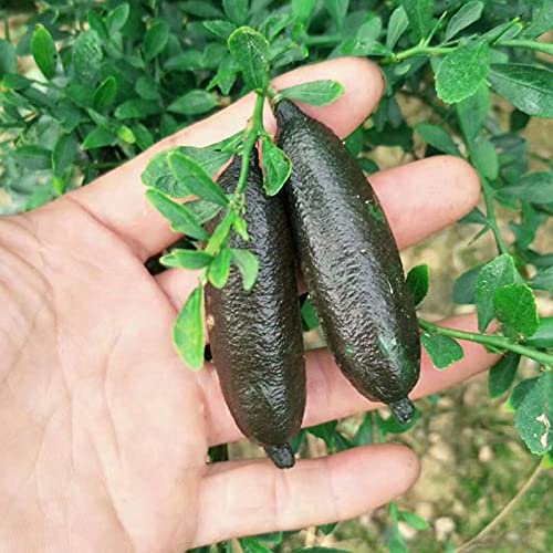 C-LARSS 20Pcs / Bag Citrus Australasica Seeds, Bush Lleno De Vitalidad Semillas De Limas De Dedo Bajas En Grasa Para El Hogar Semilla