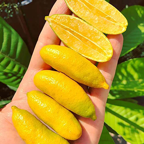 C-LARSS 20Pcs / Bag Citrus Australasica Seeds, Bush Lleno De Vitalidad Semillas De Limas De Dedo Bajas En Grasa Para El Hogar Semilla