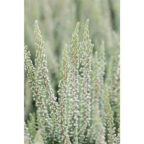 Calluna vulgaris 'Zilly' – Casita dura de invierno para brotes Sunset Girls® 'Zilly' (s), en maceta de 11 cm – 11 cm