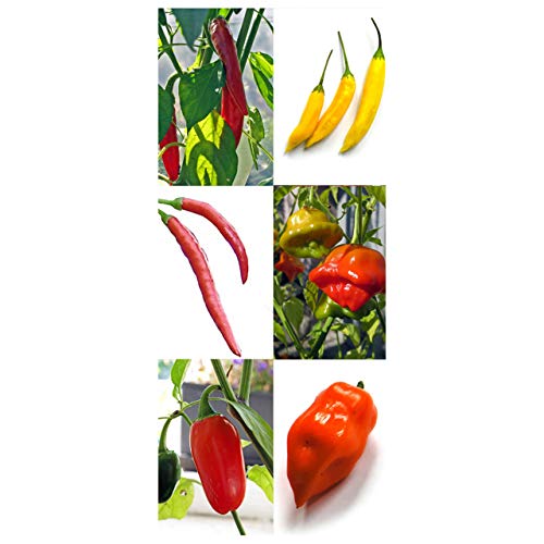 Chiles famosos y clásicos - Set de semillas con 6 variedades picantes