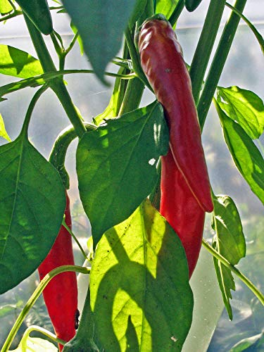 Chiles famosos y clásicos - Set de semillas con 6 variedades picantes