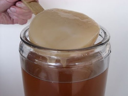 Disco SCOBY Kombucha + Instrucciones + Recetas + Ayuda y Asesoramiento en español - KEFIRALIA®