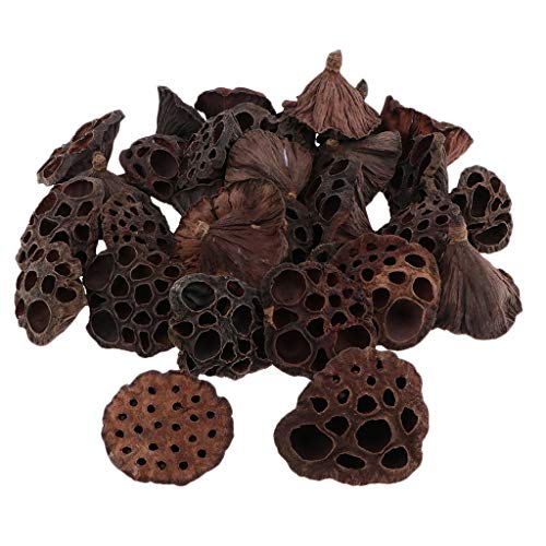 F Fityle 30pCS Tallos de Plantas Secas Vaina de Loto Natural Flores Secas Flores Artificiales para