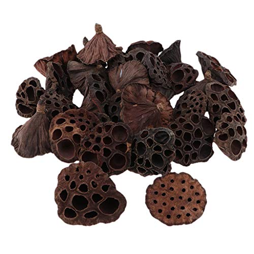 F Fityle 30pCS Tallos de Plantas Secas Vaina de Loto Natural Flores Secas Flores Artificiales para