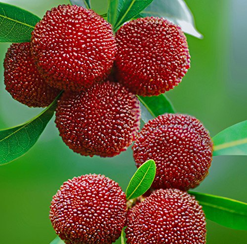 Futaba Árbol de la cera Myrica rubra árboles de hoja perenne 10 Semillas orgánicas