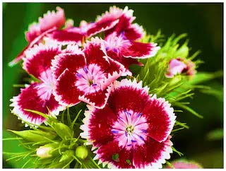 Genipap 200 semillas de flores Sweet William