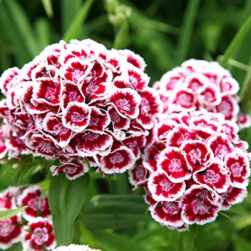 Genipap 200 semillas de flores Sweet William