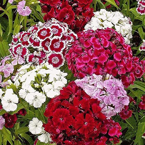 Genipap 200 semillas de flores Sweet William