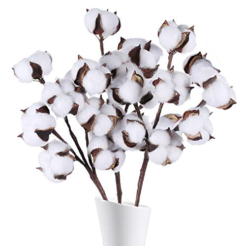 HUAESIN 3pcs Tallo de Flores Secas Naturales Blancas Rama Flor Seca Algodon Artificiales con 7 Cabezas Bouquet Flores Secas Decoracion para Boda Jarron Hogar Fiesta Navidad Invierno Mesa Interior