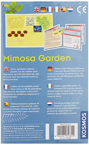 KOSMOS- Mimosa Garden-Mimosen Garten, Pflanzen züchten und erforschen Juego de experimentos para niños con Instrucciones multilingües (DE, EN, FR, IT, ES, NL), Multicolor (616809)