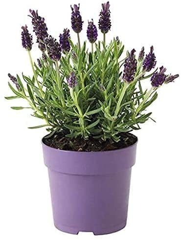 Lavanda Natural Planta en Maceta Pequeña 10cm Planta Ornamental y Decorativa