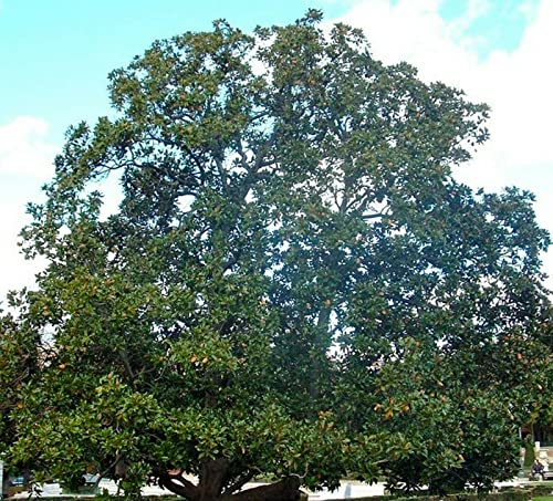 Magnolia grandiflora 15 seeds