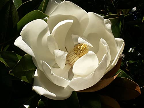 Magnolia grandiflora 15 seeds