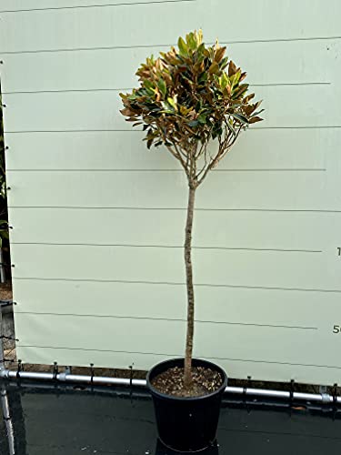 Magnolia Grandiflora Little Gem 200 cm