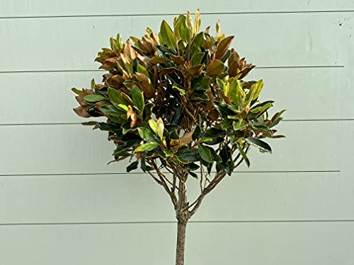 Magnolia Grandiflora Little Gem 200 cm