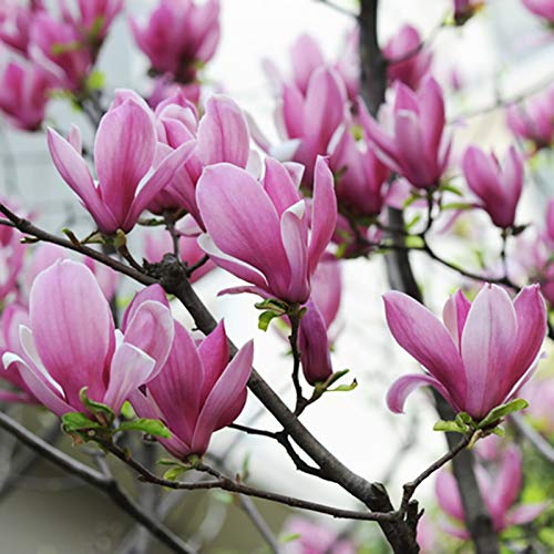 Magnolia, semillas 20Pcs / Bolsa de plantación de semillas naturales mini flor decorativa para regalo ideal jardinería al aire libre