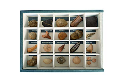 MINERALES Y FOSILES NANO Colección de 20 Fósiles del Mundo Premium en Caja de Madera Natural - Fósiles Reales educativos de Gran tamaño con Hoja de descripción. Kit Geología para niños