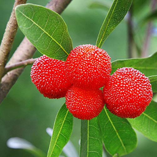 Myrica Morella Rubra Semillas Yangmei Chinese BayBerry Waxberry Rara Yumberry 20pcs