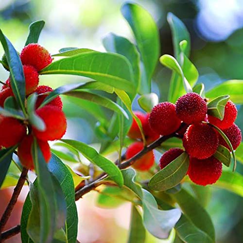 Myrica Morella Rubra Semillas Yangmei Chinese BayBerry Waxberry Rara Yumberry 20pcs