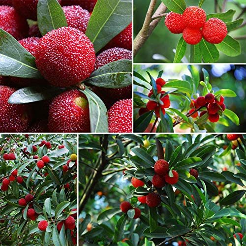 Myrica Morella Rubra Semillas Yangmei Chinese BayBerry Waxberry Rara Yumberry 20pcs